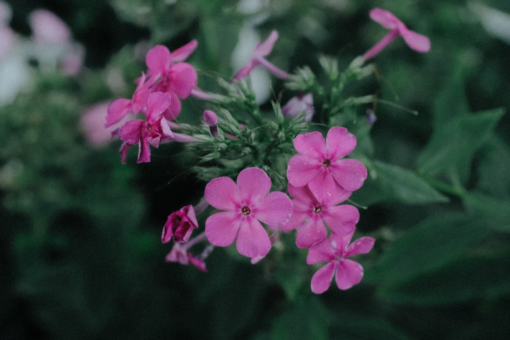 a bunch of pink flowers with green leaves