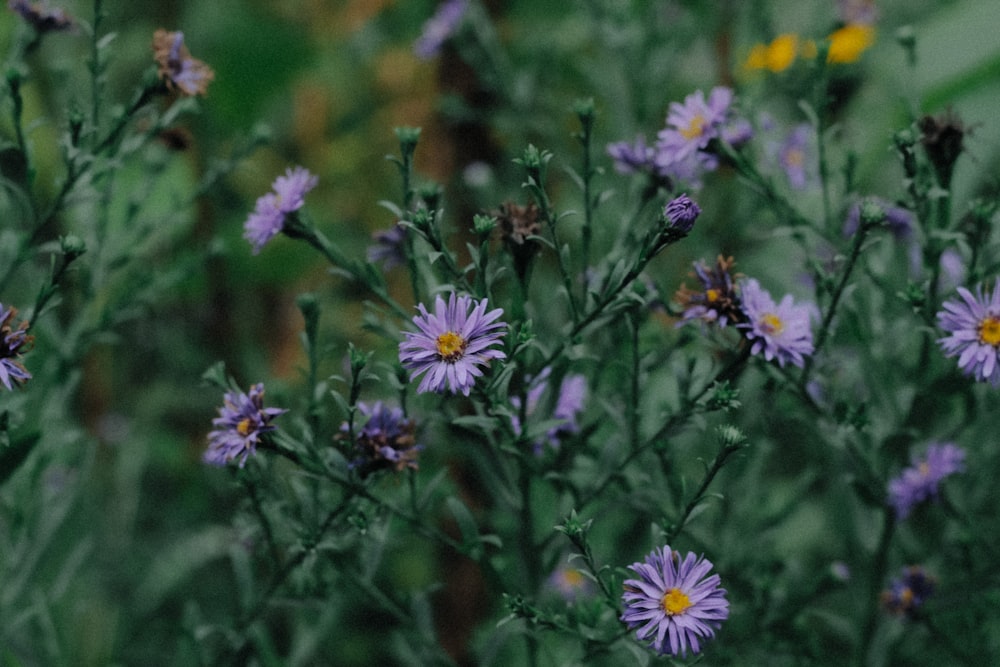 a bunch of purple flowers with yellow centers