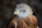 Close-up of the Golden Boy Sweater bird in mid-strike, showcasing its sharp focus and strength.