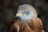 Close-up of the Golden Boy Sweater bird in mid-strike, showcasing its sharp focus and strength.