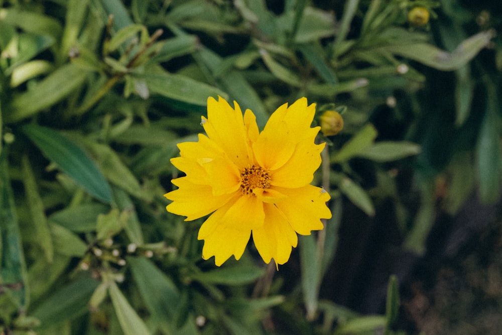 a close up of a yellow flower in a field