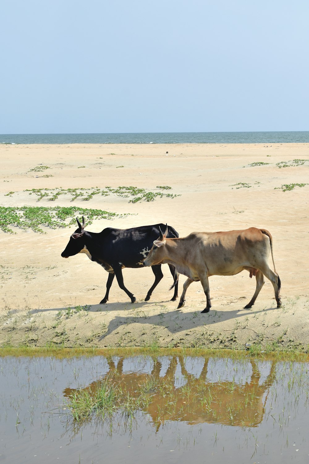 a couple of cows walking across a sandy beach