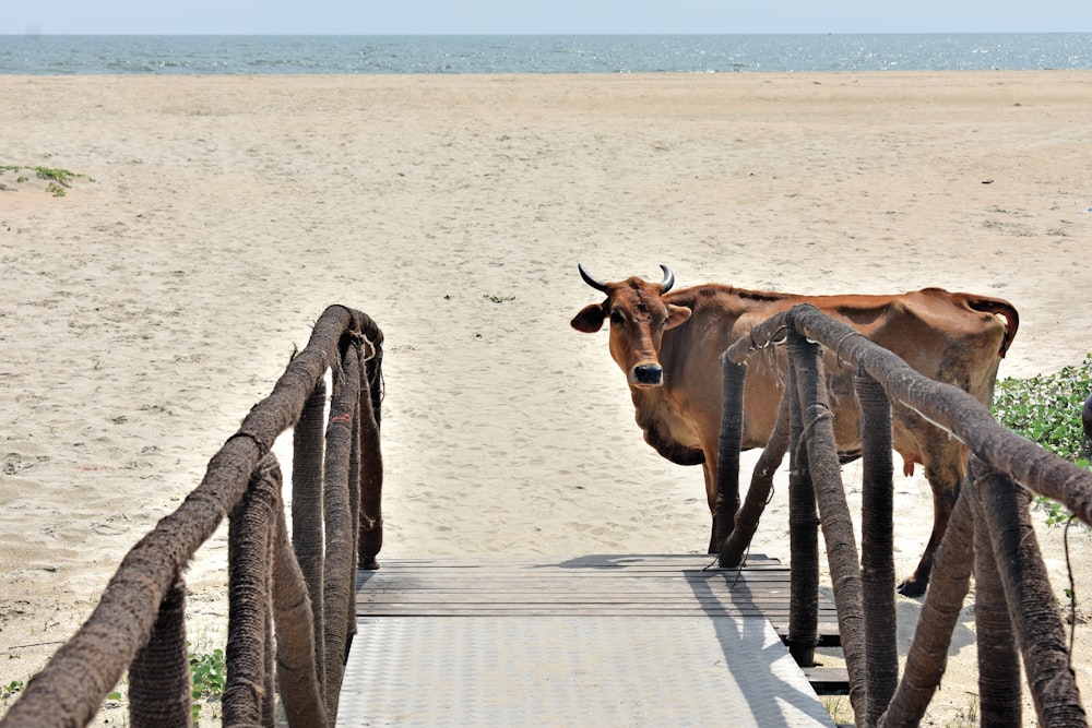Una vaca marrón parada en la cima de un puente de madera