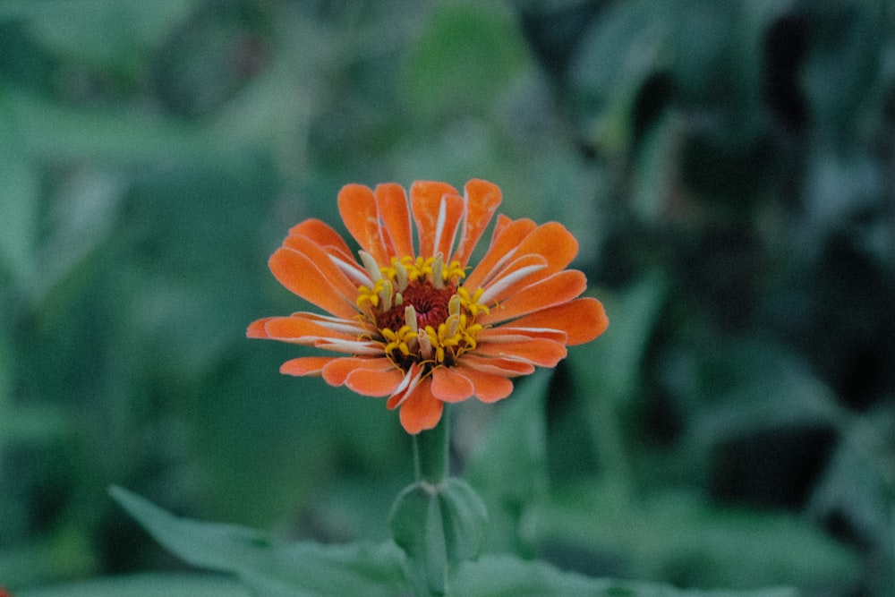 an orange and yellow flower with green leaves in the background