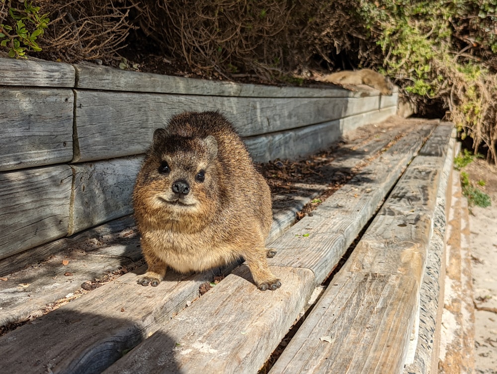Un animale marrone seduto sopra una panca di legno