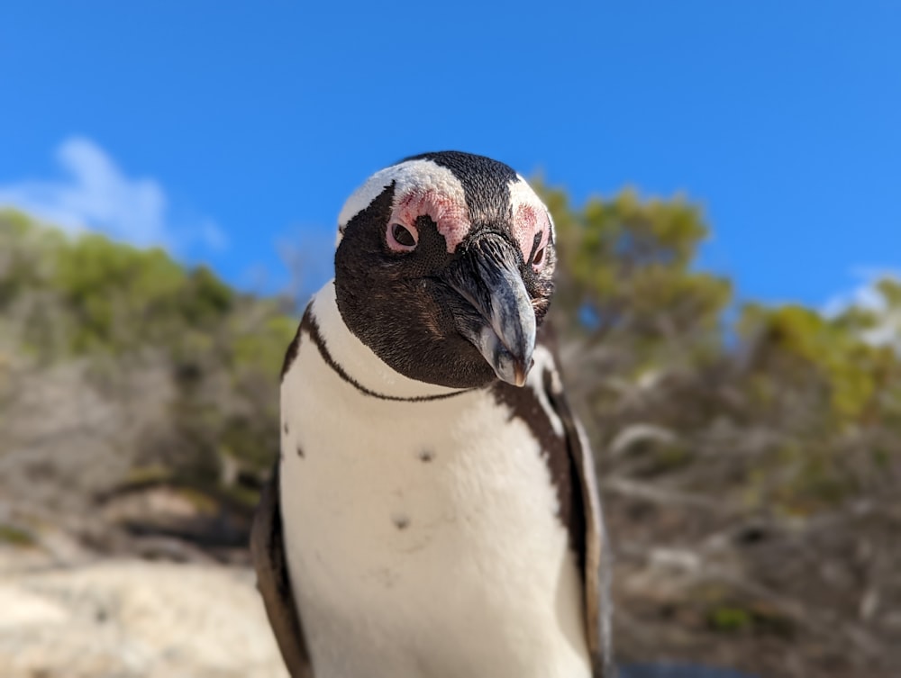 Un primo piano di un pinguino con uno sfondo del cielo