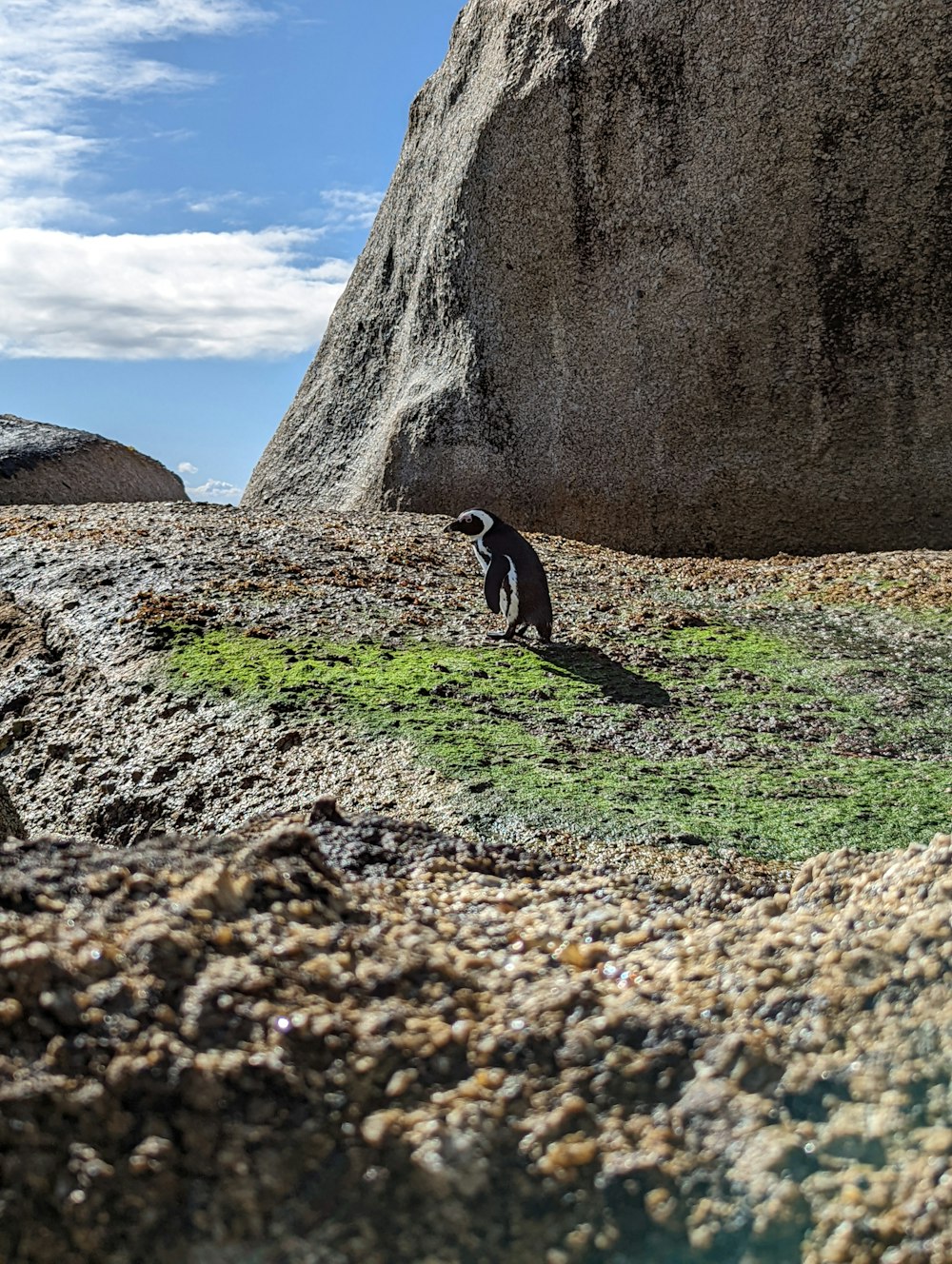 Un pingüino parado en la cima de un campo cubierto de hierba