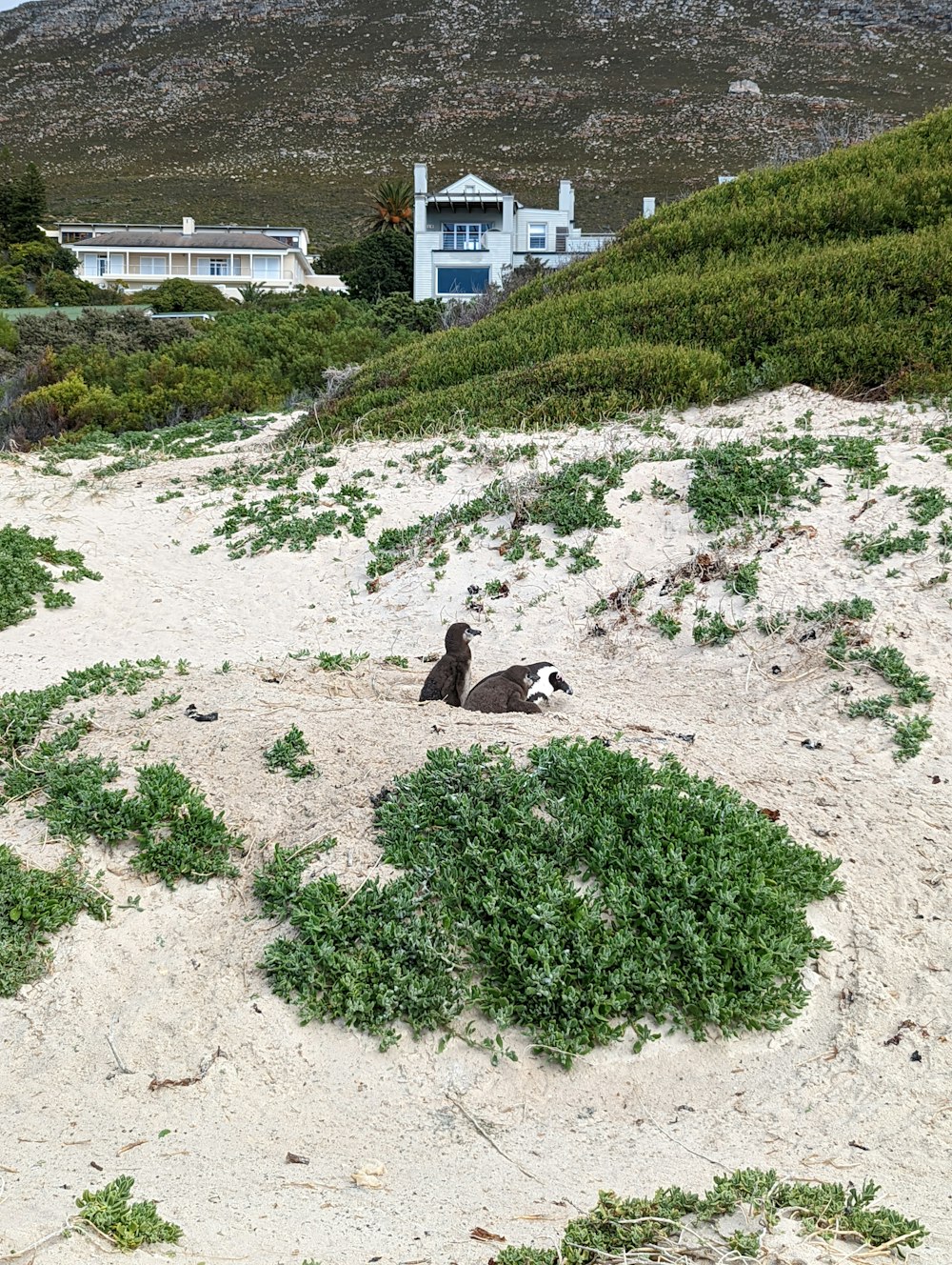 a dog laying in the sand on a beach