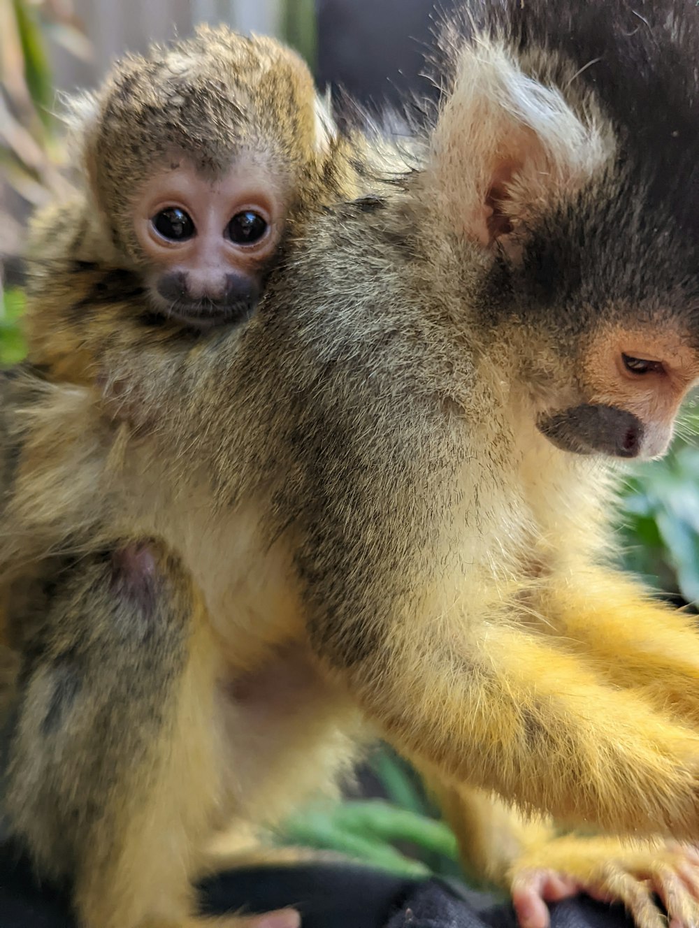 a small monkey sitting on top of a person's arm