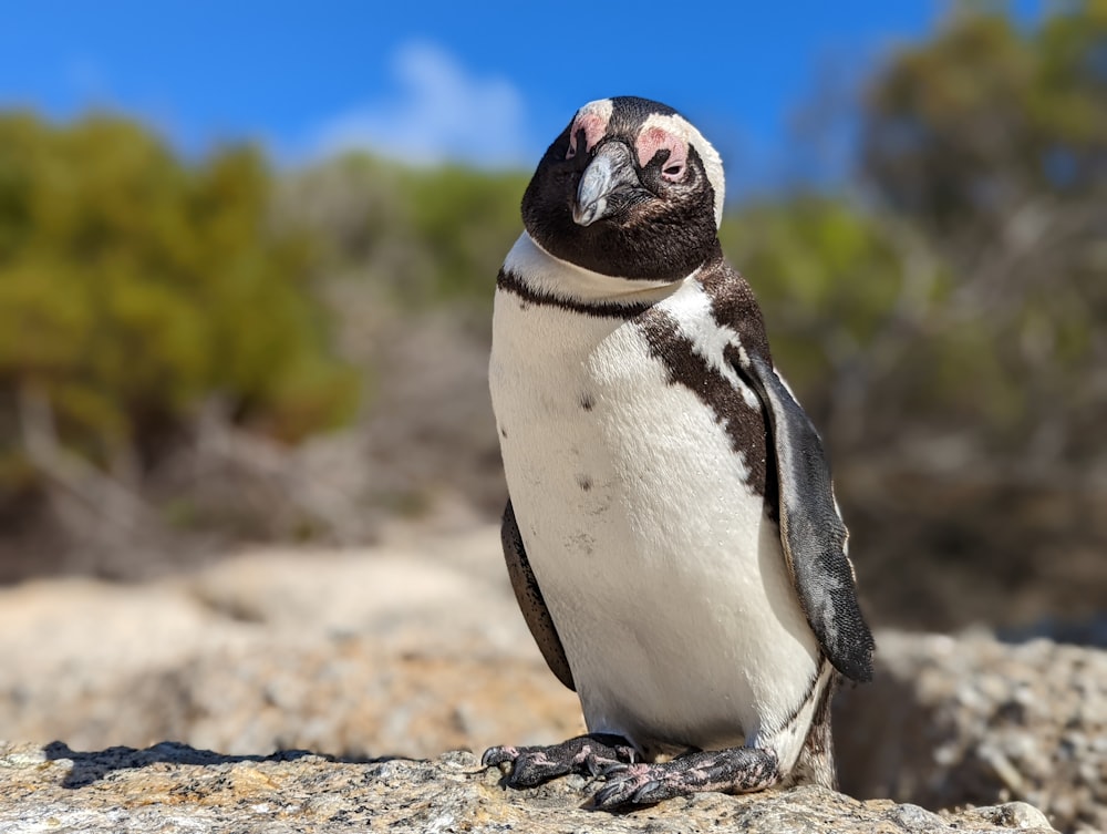 a penguin standing on a rock with trees in the background