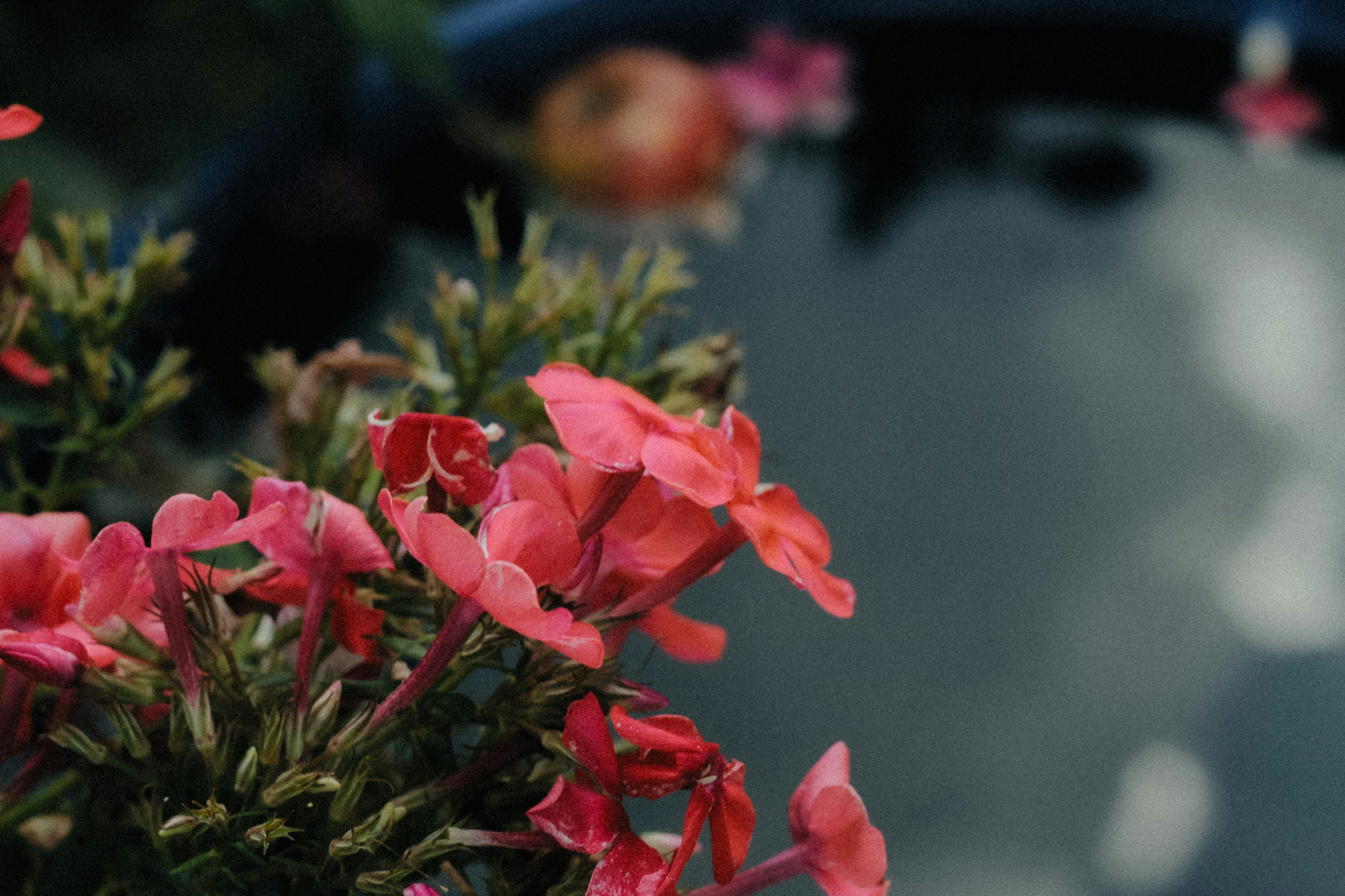 Un primo piano di una pianta con fiori rosa