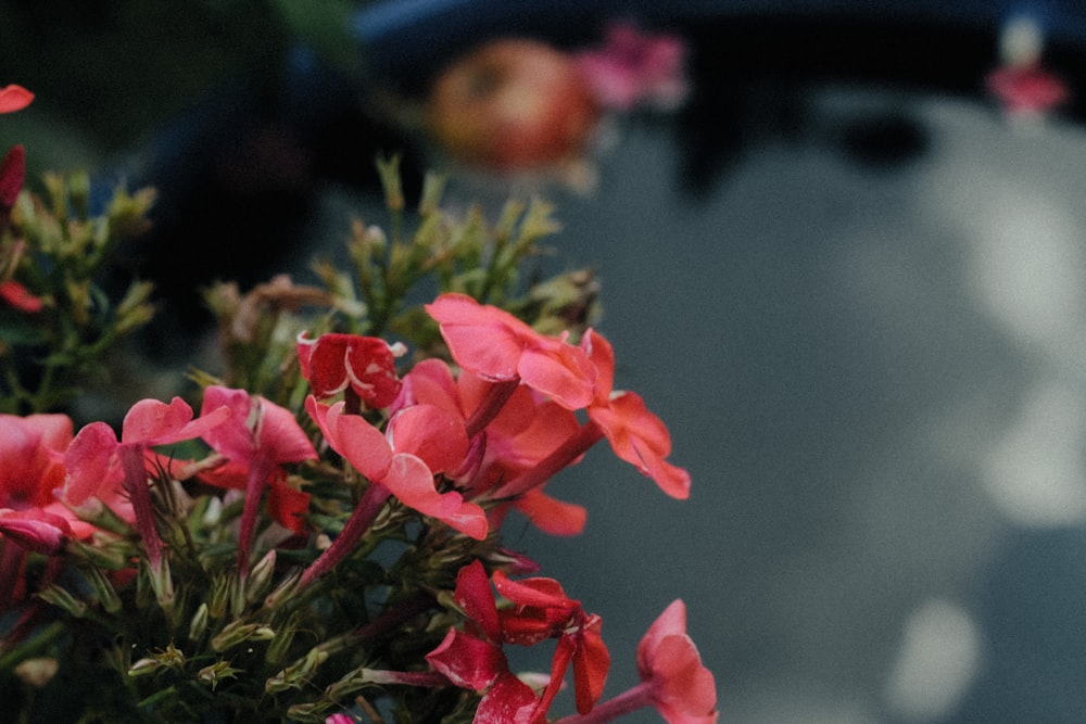 a close up of a plant with pink flowers