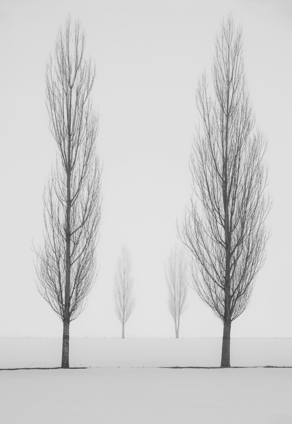 a black and white photo of three trees in the snow