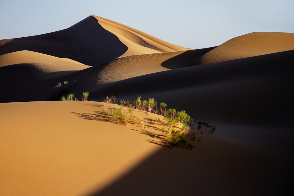 a group of trees in the middle of a desert