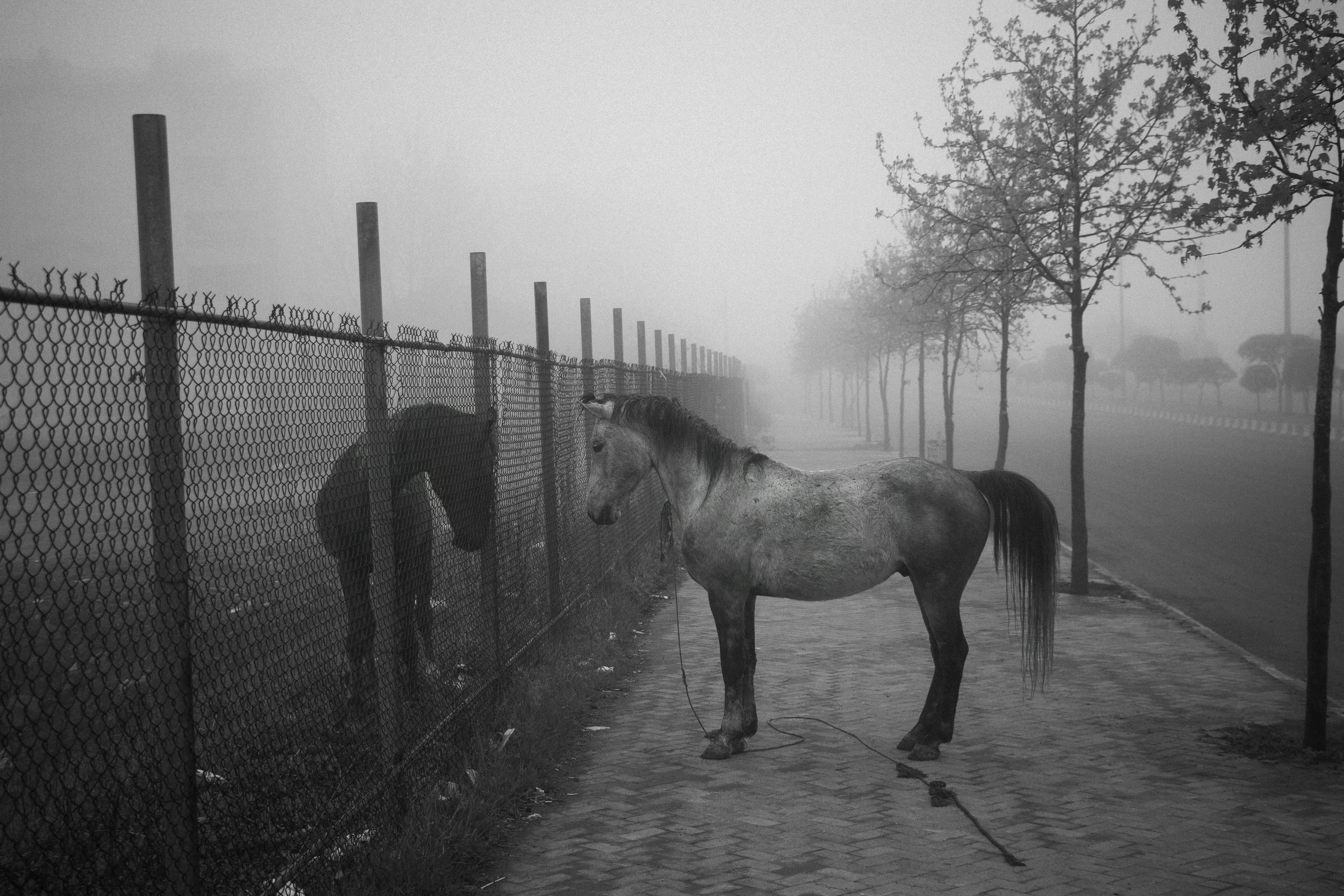 a horse standing next to a fence on a foggy day
