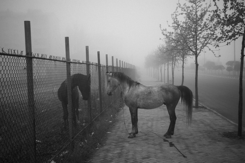 a horse standing next to a fence on a foggy day