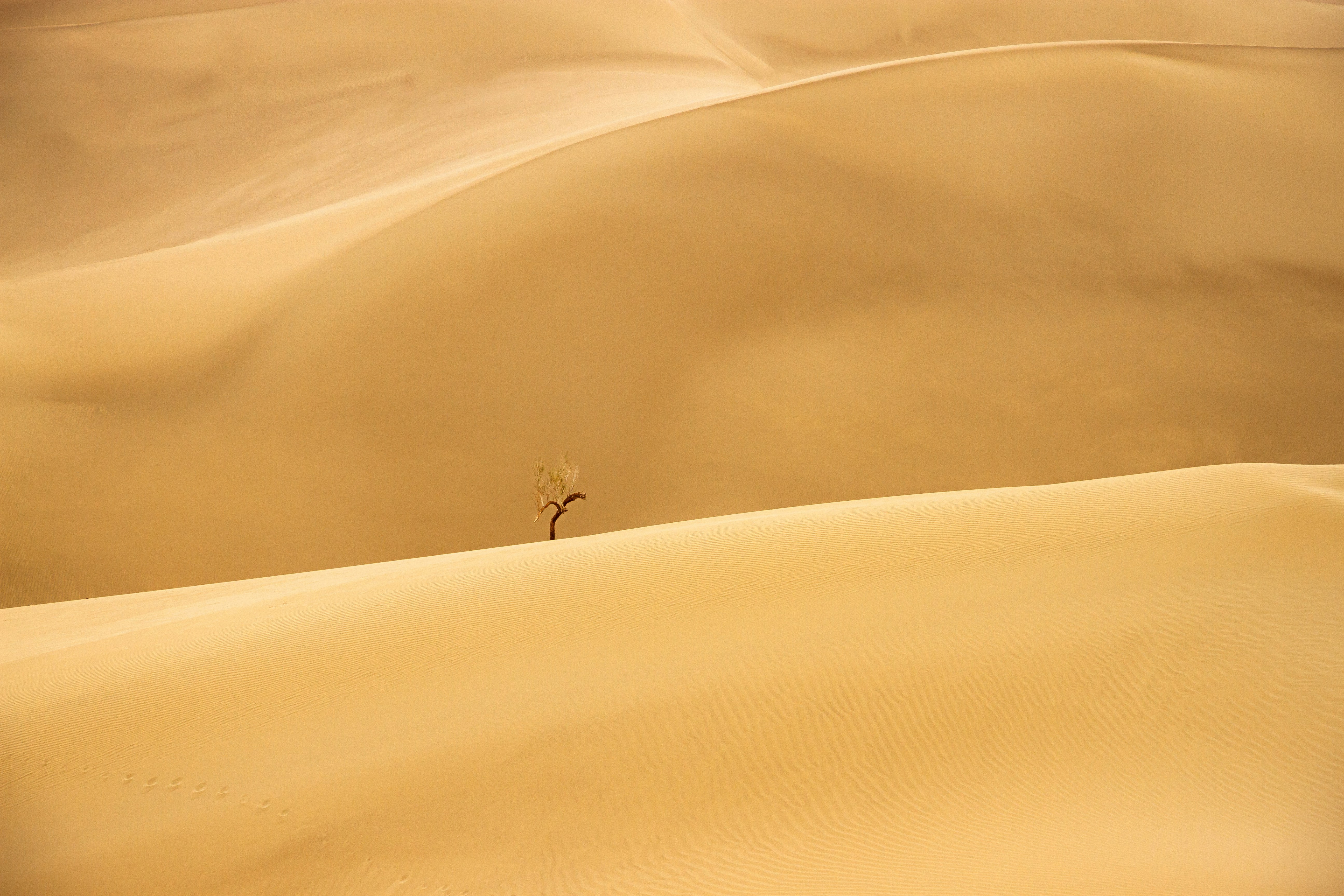 A lone tree in the middle of a desert photo – Free Sand Image on Unsplash