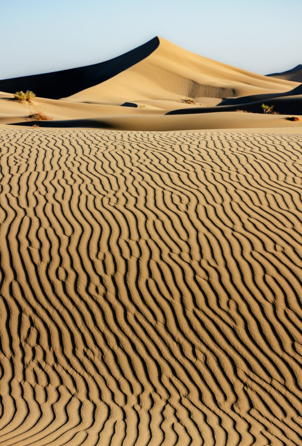 a sandy area with a few trees in the distance