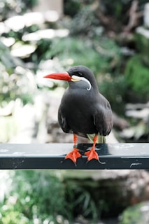 A black bird with a striking long red beak and orange feet is perched on a metal rail. The bird has a unique white mustache-like marking on its face and yellow markings on its beak. The background is lush and green with out-of-focus foliage.