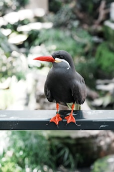A black bird with a striking long red beak and orange feet is perched on a metal rail. The bird has a unique white mustache-like marking on its face and yellow markings on its beak. The background is lush and green with out-of-focus foliage.