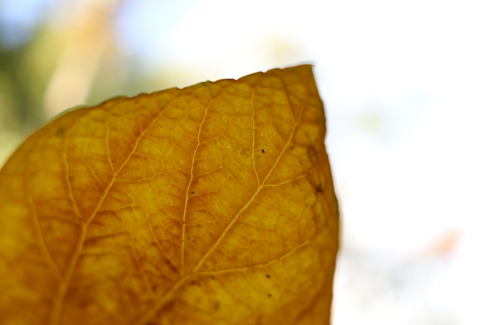 a close up of a yellow leaf on a sunny day
