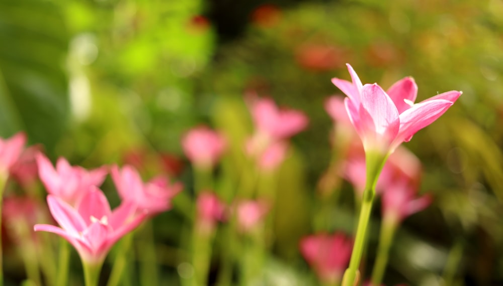 a bunch of pink flowers that are in the grass