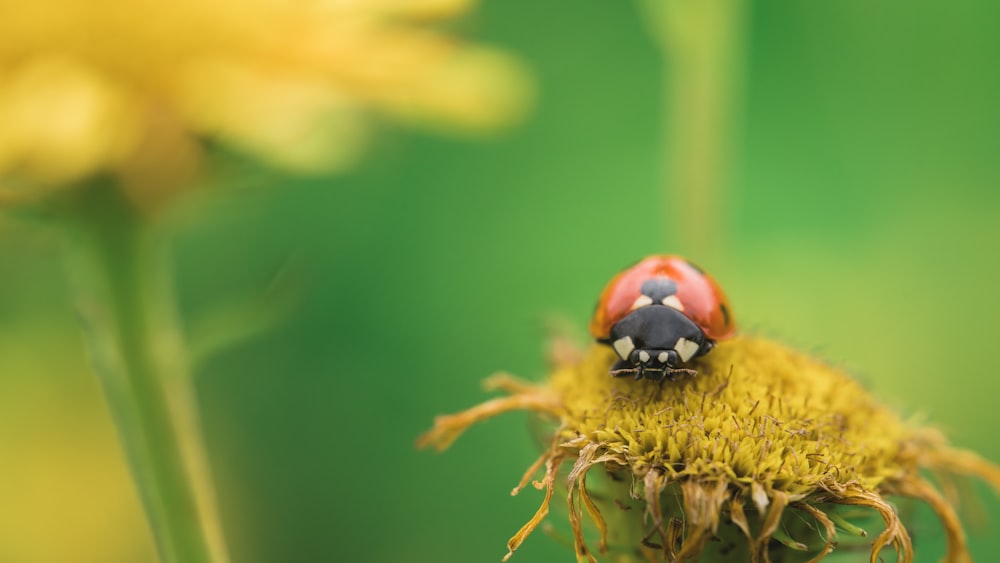 a lady bug sitting on top of a yellow flower