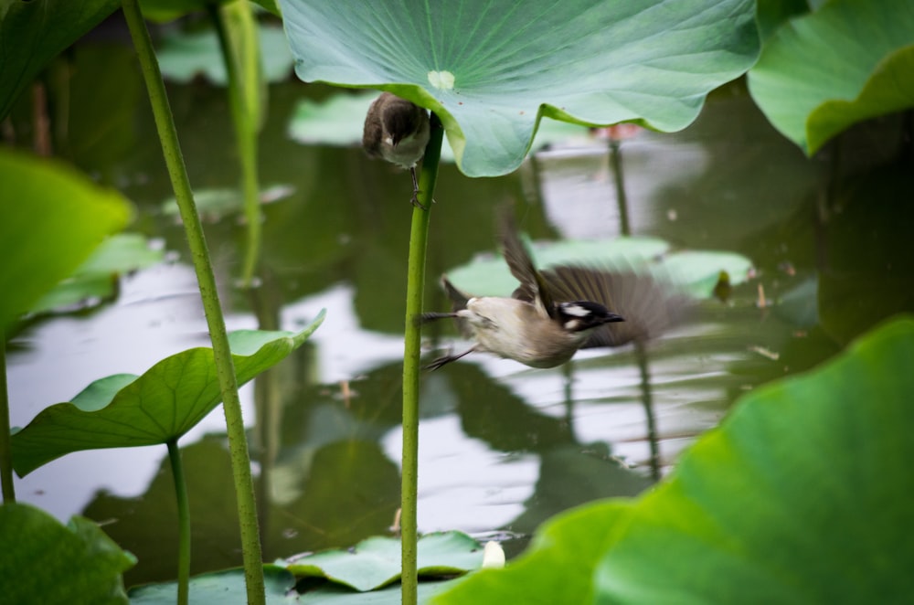 a bird is flying over a pond of water lilies