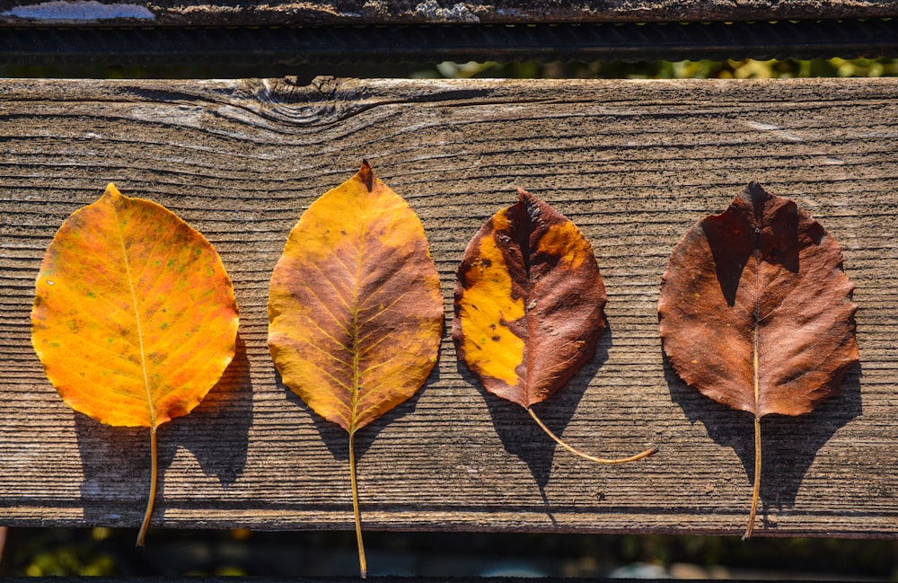 three different colored leaves on a wooden bench