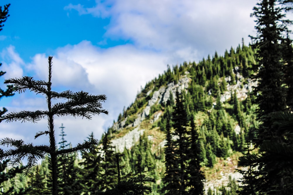 a pine tree in the foreground with a mountain in the background