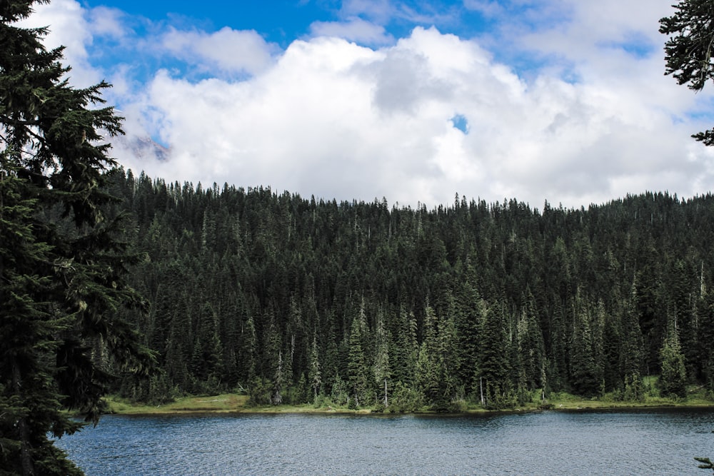 a large body of water surrounded by trees