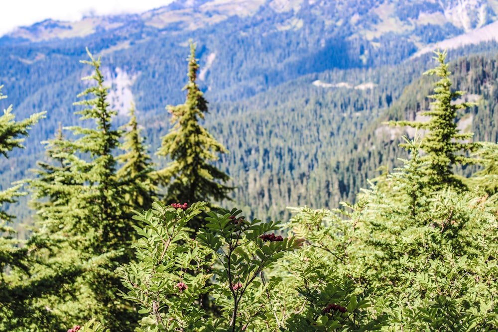 a forest filled with lots of green trees