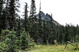A dense forest with tall evergreen trees stretches across the landscape, with a rugged mountain peak visible in the background. The foreground features lush greenery and various plants, creating a sense of wilderness and natural beauty.