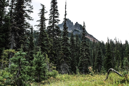 A dense forest with tall evergreen trees stretches across the landscape, with a rugged mountain peak visible in the background. The foreground features lush greenery and various plants, creating a sense of wilderness and natural beauty.