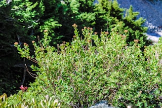 A group of students examining native plants with a teacher in a sunlit bushland setting.