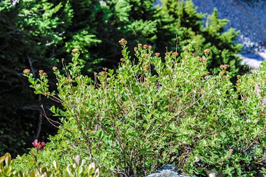 A group of students examining native plants with a teacher in a sunlit bushland setting.
