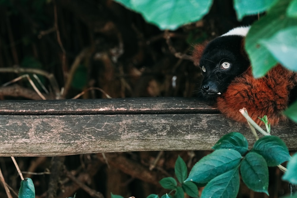 a black and red animal sitting on top of a tree branch