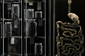 A collection of glass jars, some empty and some containing organic or anatomical specimens, is displayed on glass shelves. To the right, there is a detailed model of the human digestive system or intestines hanging from a rope or hook. The background is dark, enhancing the focus on the jars and the anatomical model.