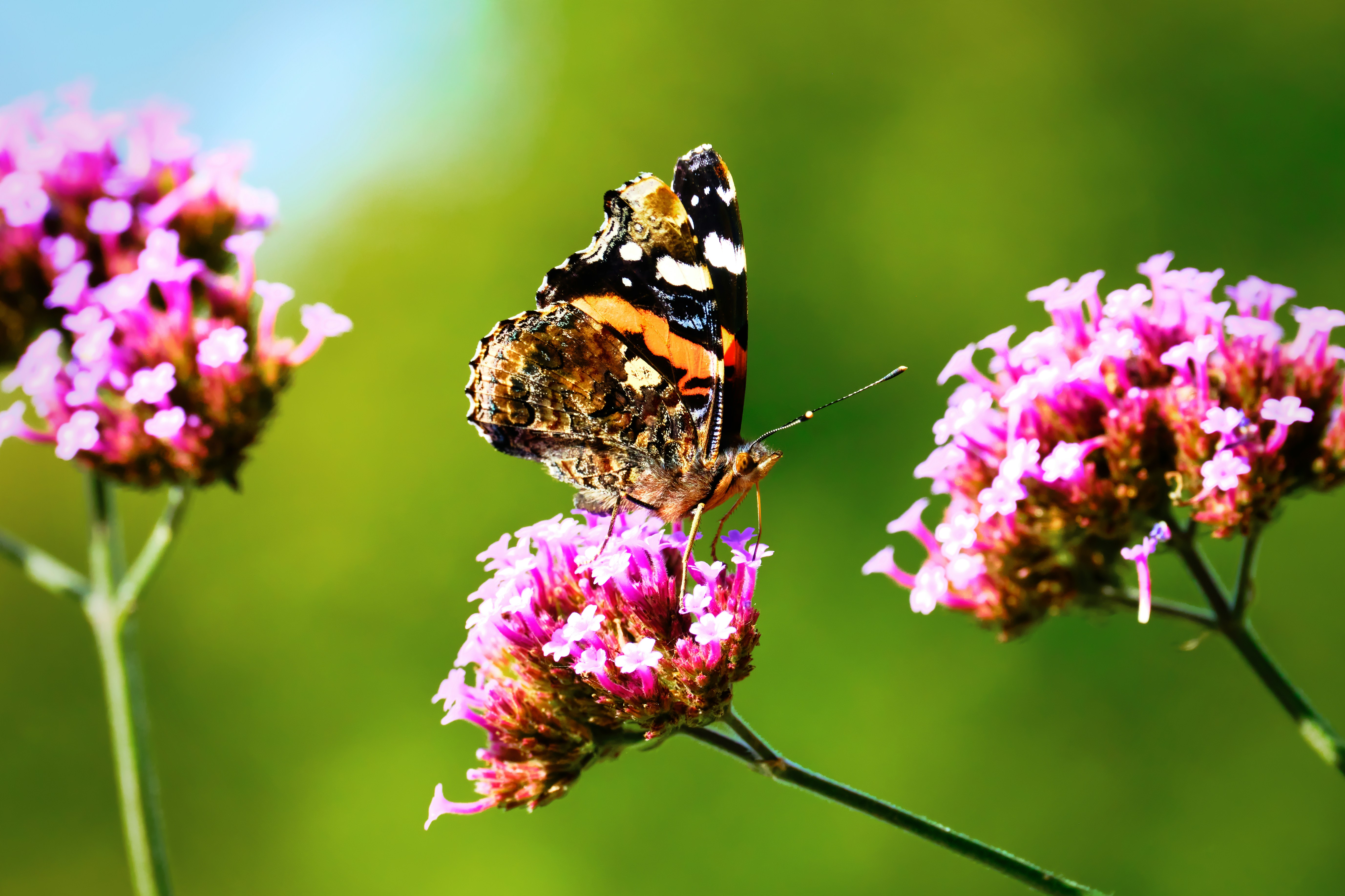 Photo by packetdiscards