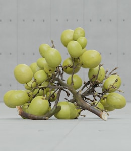 Kiwi Chileno