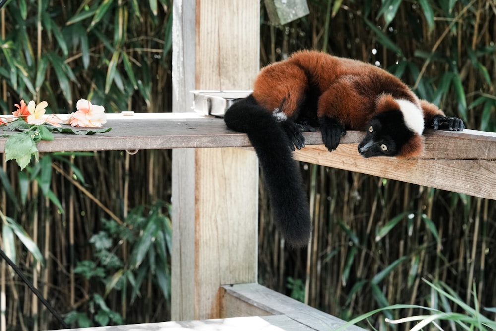 a brown and white animal laying on top of a wooden rail