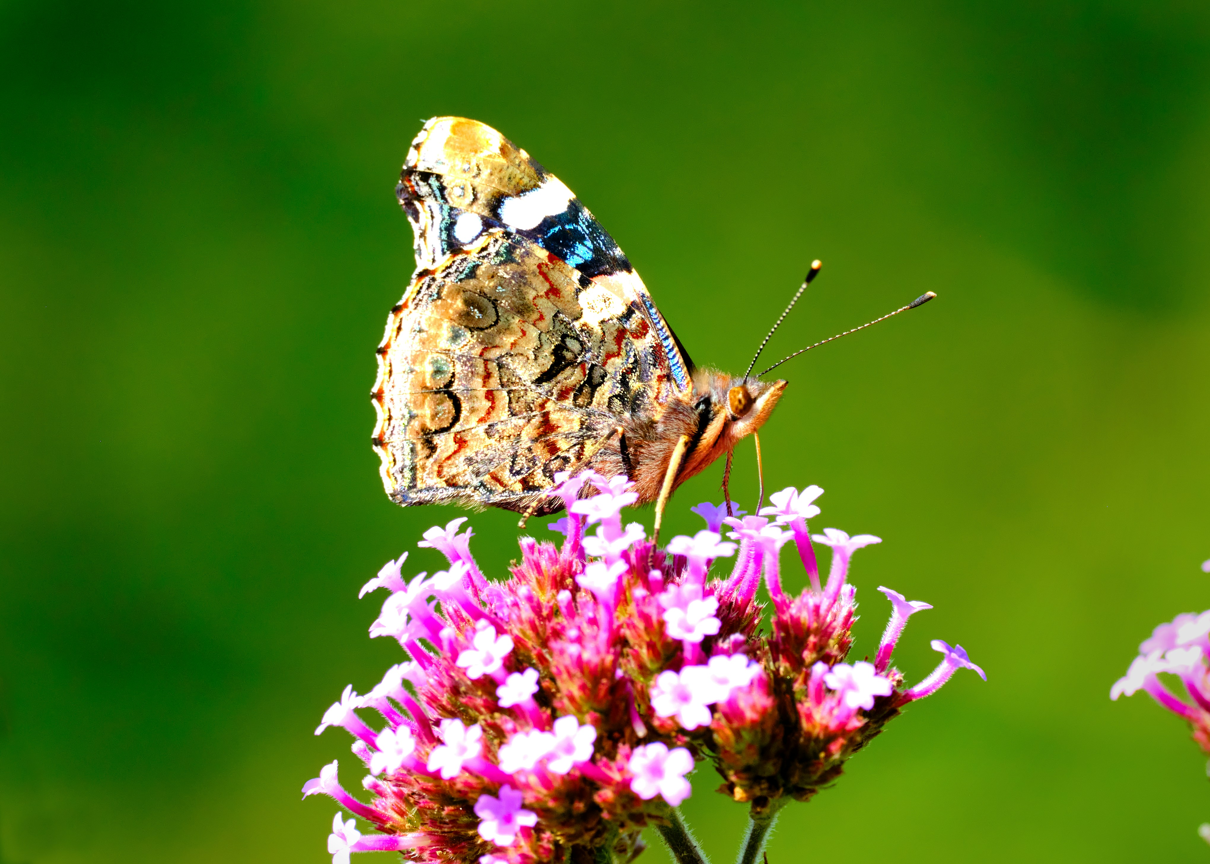 Photo by packetdiscards