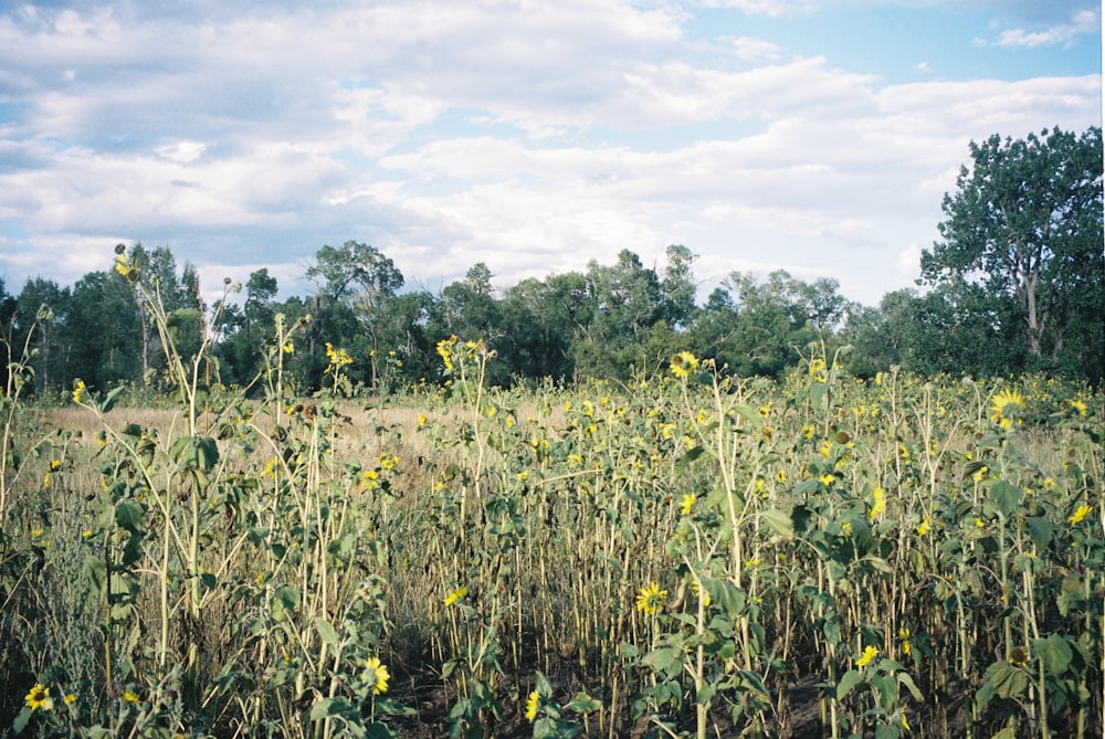 a large field of sunflowers with trees in the background