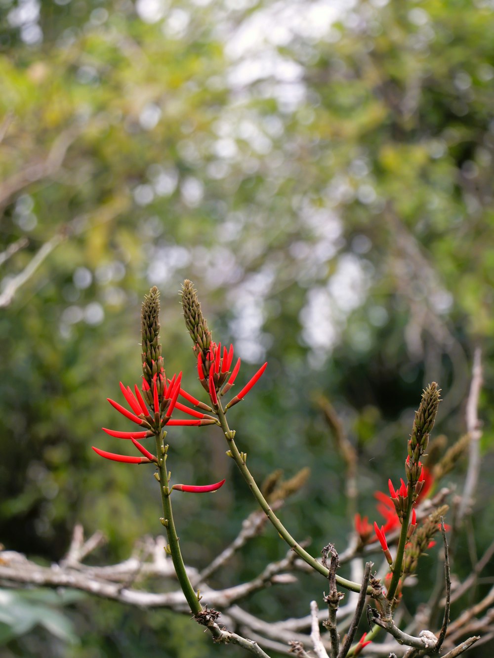 a close up of a red flower on a tree branch