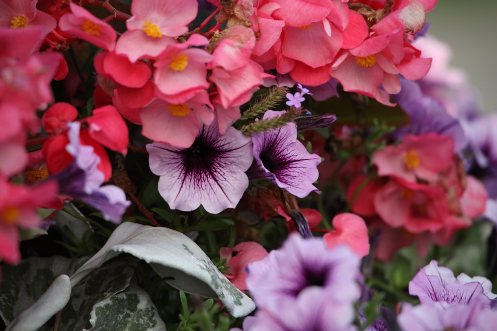 a close up of a bunch of flowers