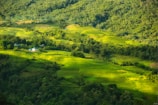 Vast green terraced fields stretch across a hillside, interspersed with small houses. The landscape is lush with dense forests providing a backdrop, showcasing a vibrant contrast between the cultivated, orderly terraces and the wild, natural vegetation.