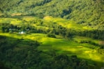 Vast green terraced fields stretch across a hillside, interspersed with small houses. The landscape is lush with dense forests providing a backdrop, showcasing a vibrant contrast between the cultivated, orderly terraces and the wild, natural vegetation.