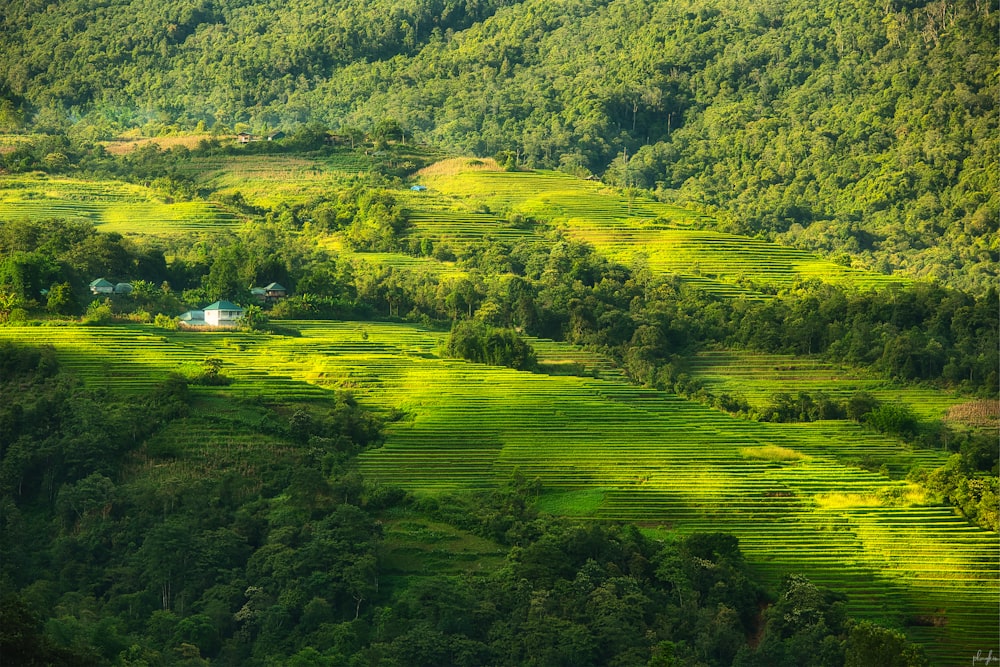 a lush green hillside covered in lots of trees