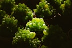 a bunch of green plants that are in a pot