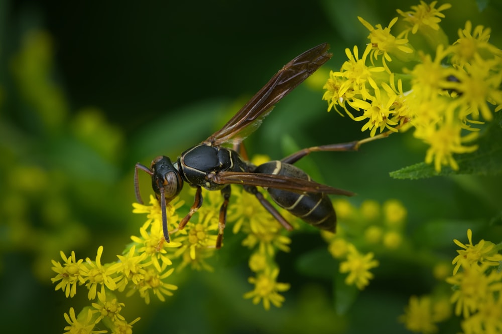 a close up of a bee on a flower